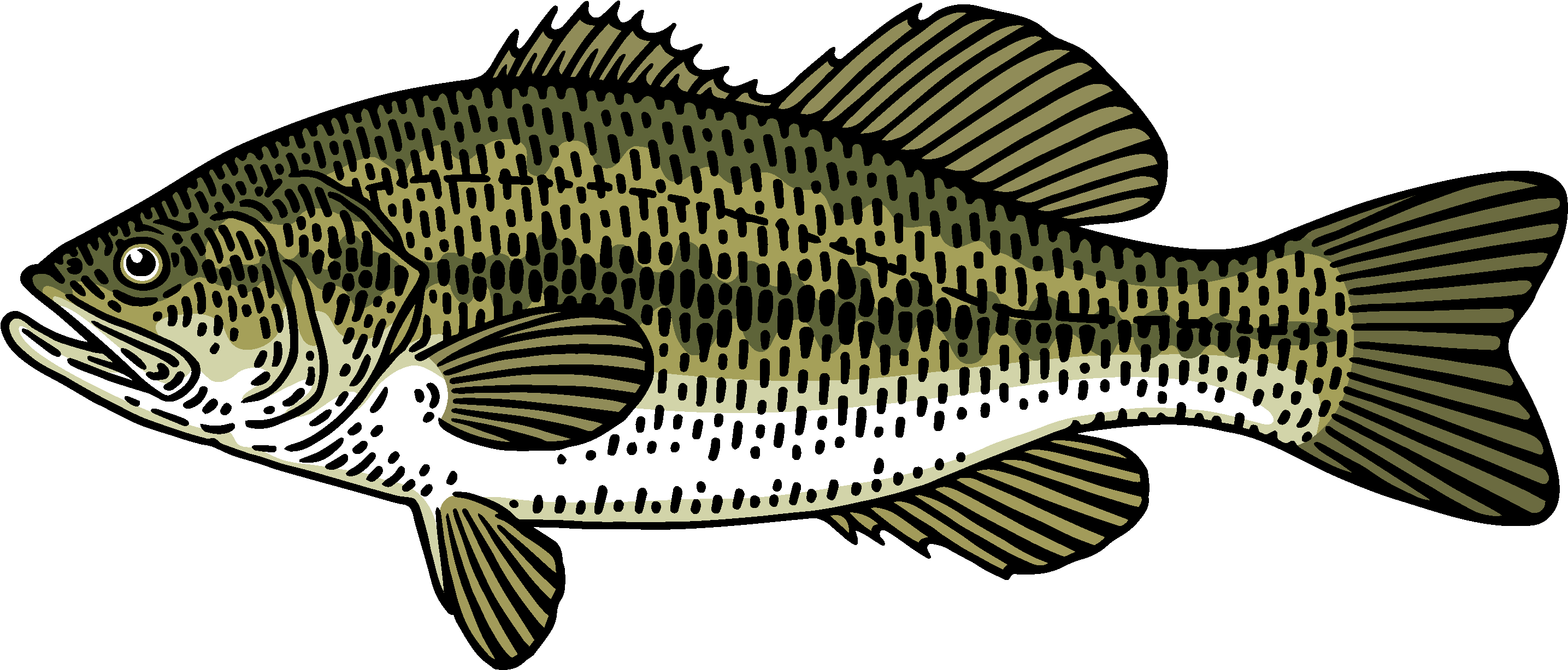 Png Black Bass Fishing Rod Banner Library Stock - Goldfish (4267x2084), Png Download