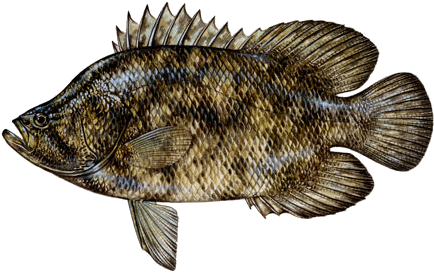 Tripletail Sm - Triple Tail (450x286), Png Download