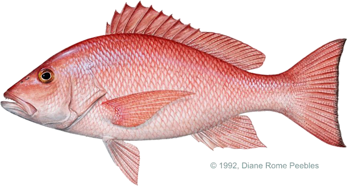 Snapper, Red - Red Snapper Fish (720x386), Png Download