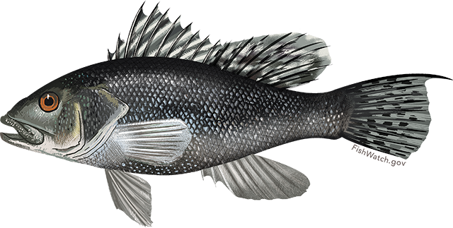 Black Sea Bass - Black Sea Bar Fish (640x323), Png Download