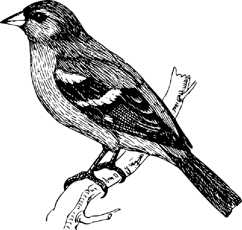 Mb Image/png - Bird On A Branch Drawing (800x758), Png Download