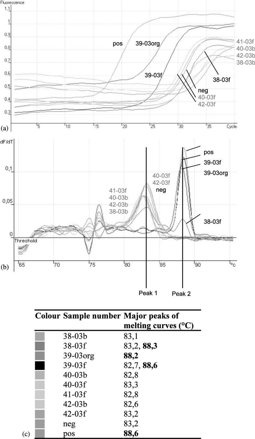 Real Time Pcr Detection Of Bfdv Specific Dna In Organ - Diagram (850x1464), Png Download