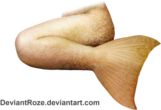 Mermaid Tail Png File - Mermaid (600x420), Png Download