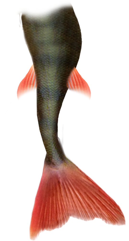 Mermaid Tail Png Pic - Mermaid Tail (665x1061), Png Download