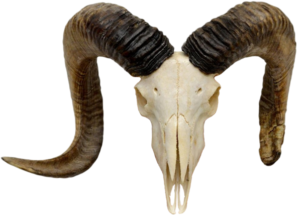 Goat Horns Png Banner Freeuse - Goat Skeleton Png (600x435), Png Download