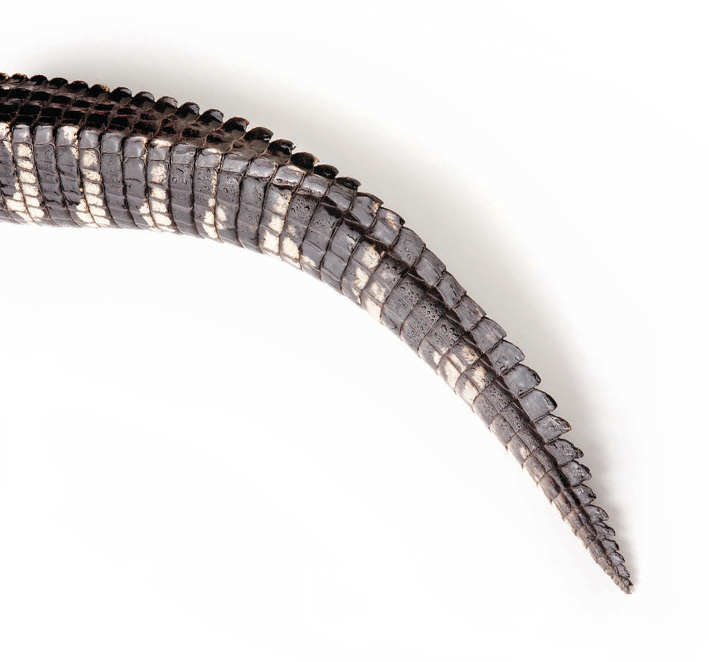 Alligator Tail Png - Library (709x662), Png Download