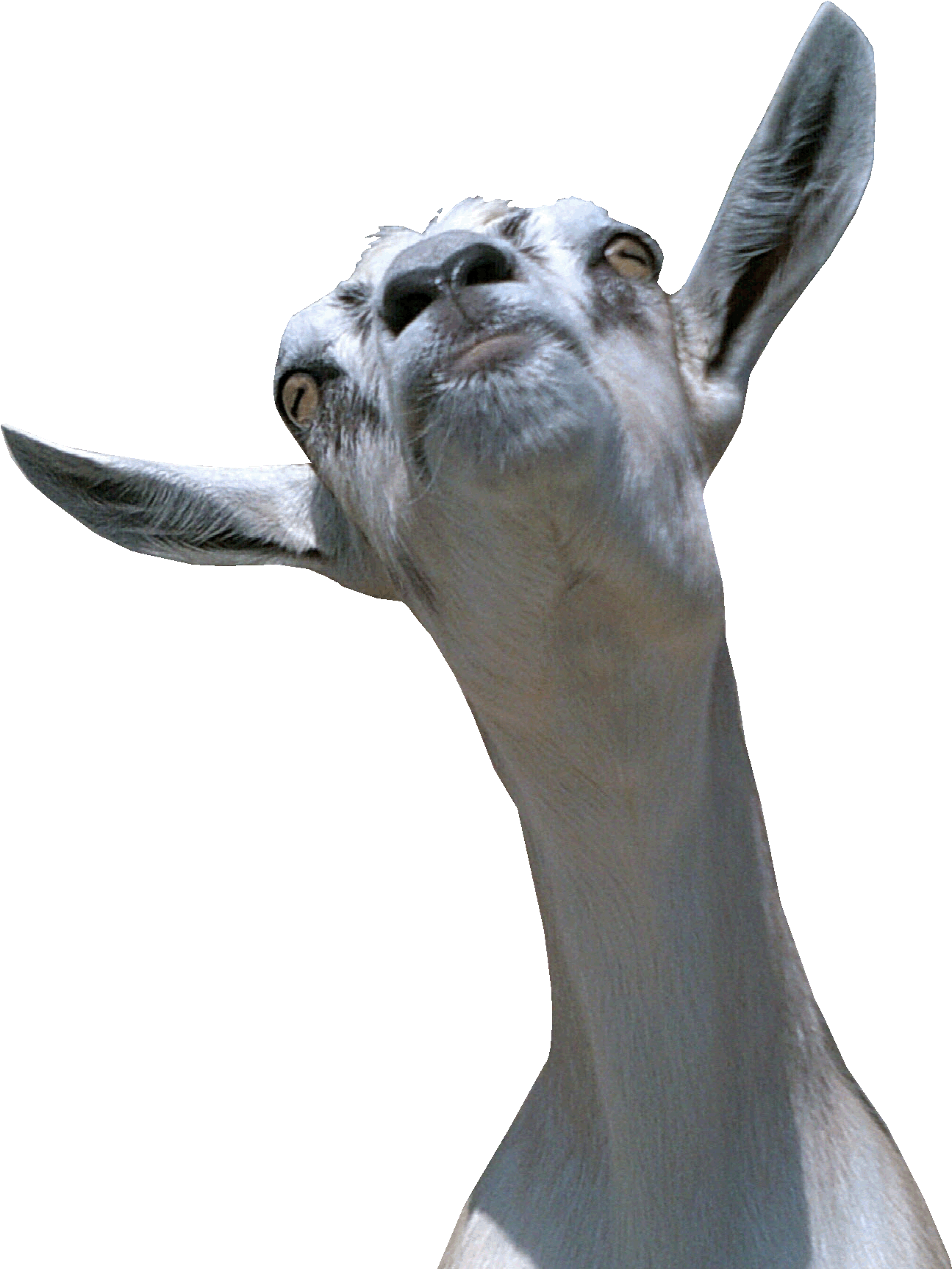 Stubborn Goat - Goat Head No Background (1332x1726), Png Download