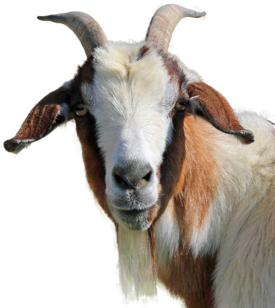 Goat No Back Png Transparent Image - He Goat Images Png (939x1024), Png Download