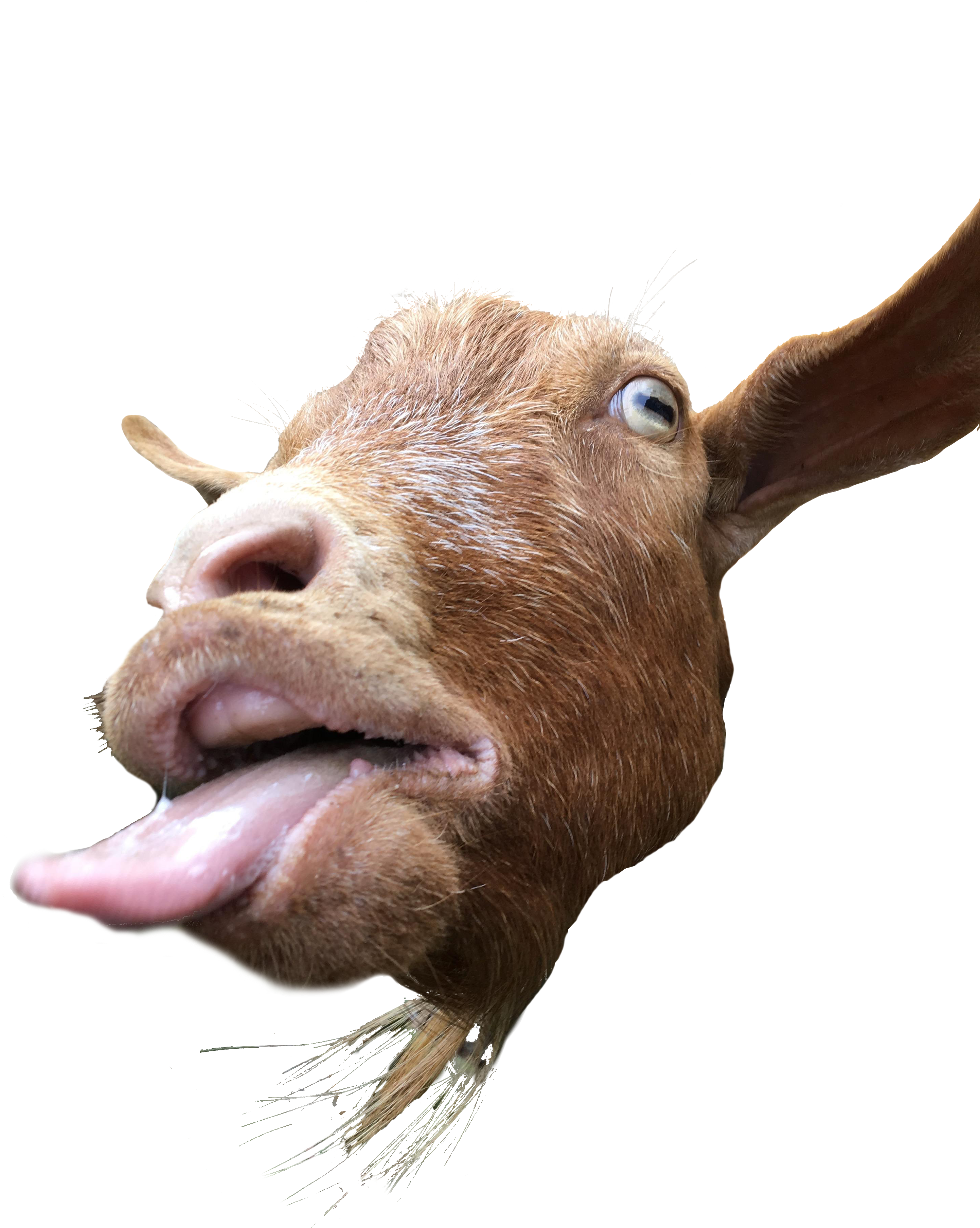 Goat Sticking Out Its Tongue (2884x4032), Png Download