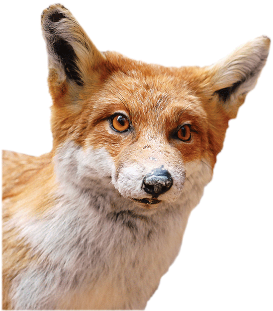 This Week's What's On The Van Comes From Malgosia Nowak-kemp, - Red Fox (558x671), Png Download