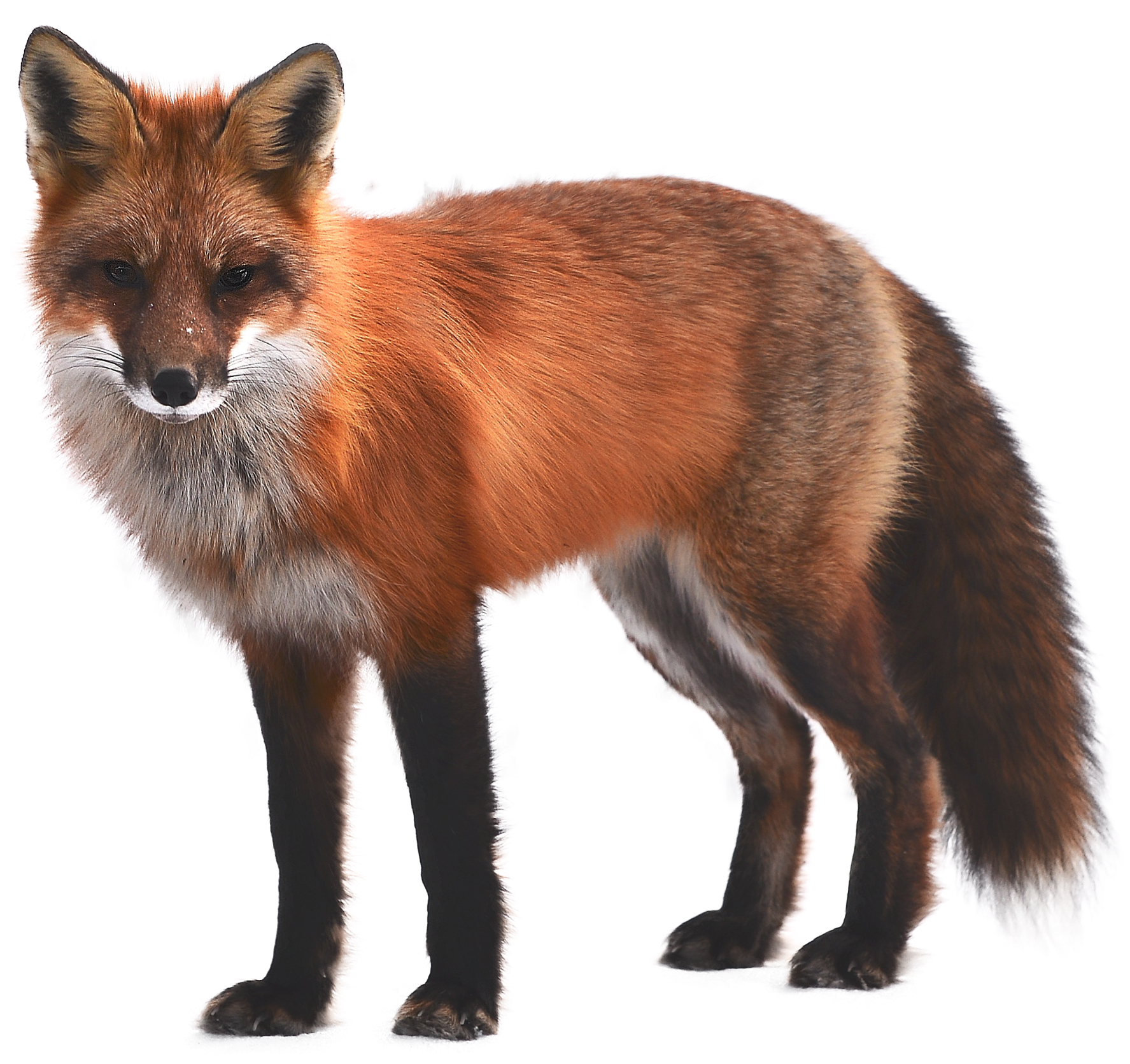 Arctic Fox Red Fox Wallpaper - Dark Red Red Fox (3000x3000), Png Download