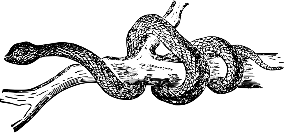 Snake - Black And White Illustration Snake Transparent (975x456), Png Download