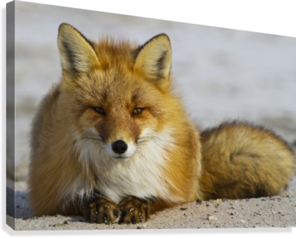 Red Fox Resting On Melting Snow On Arctic Tundra, Early - Red Fox (vulpes Vulpes) Resting On Melting Snow On (429x344), Png Download