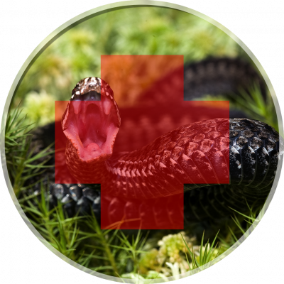 Insect/spider/snake Bites - Common European Viper (400x400), Png Download