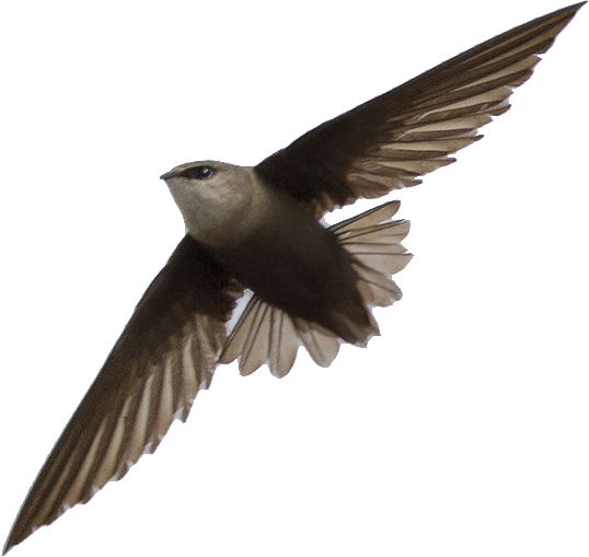 Have Your Chimney Cleaned Only In The Months That Swifts - Swallow Or Swift (538x509), Png Download