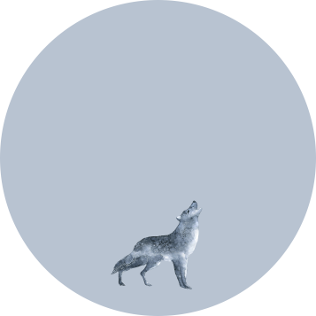 Wolf Grey - Grey Fox (357x357), Png Download