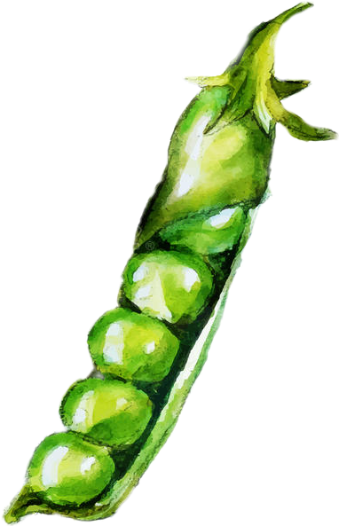 Peas Watercolor (382x593), Png Download