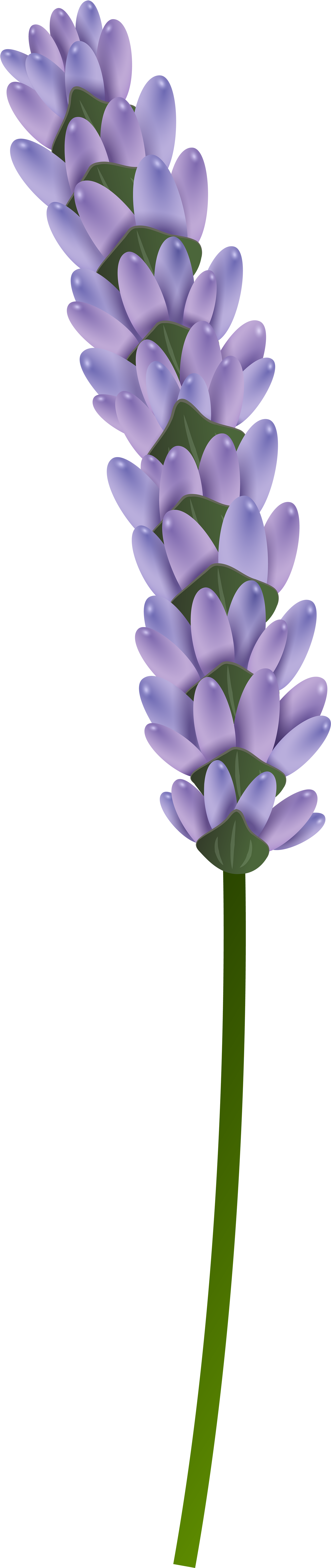 Lavender Clipart Transparent Background - Lavender Clipart Png (2153x8000), Png Download