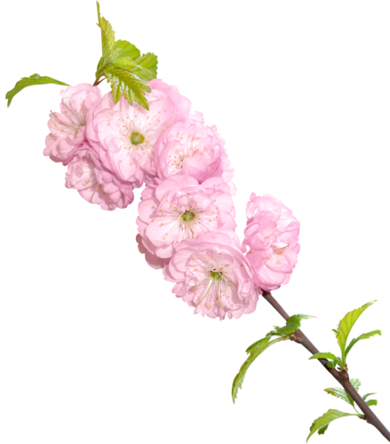 Shabby Chic Avenue - Watercolor Painting (439x500), Png Download