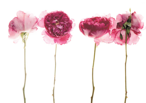 Http - //static - Tumblr - Com/ae5bd8ef711241 O1 500 - Dead Flowers Tumblr Png (500x354), Png Download
