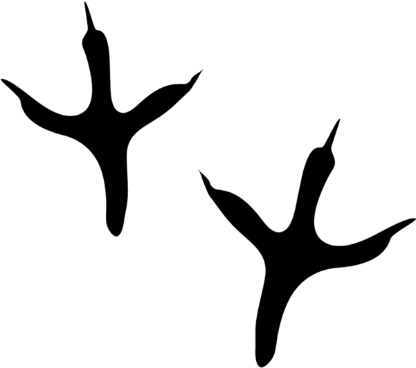 Bald Eagle Track (600x600), Png Download