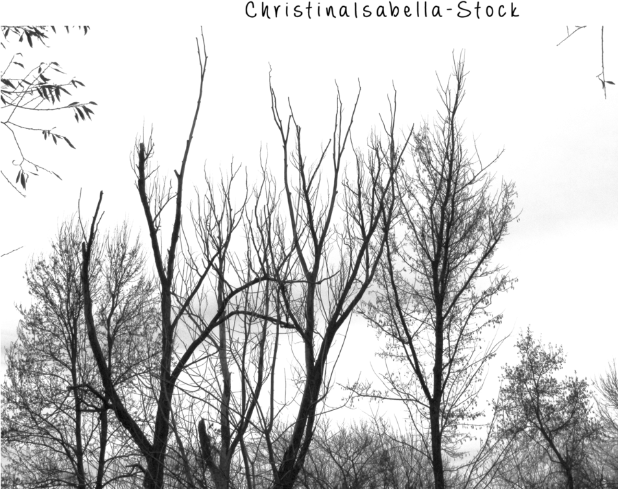 Forest Silhouettes Png Transparent (900x782), Png Download