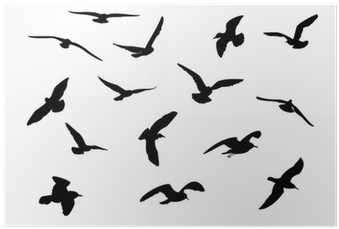 Seagull Silhouette (400x400), Png Download