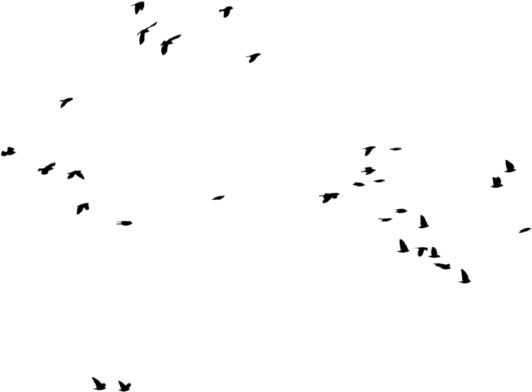 Bird Silhouette By Frankandcarystock On Clipart Library - Bird (1024x683), Png Download