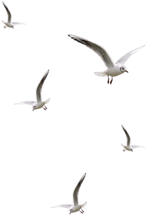 Pin By Kurt Ziegel On Entourage - Birds Cut Out For Photoshop (317x500), Png Download