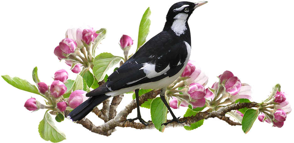 Murray Magpie, Bird, Apple Blossom, Spring, Peewee - Transparent Flower And Trees (960x470), Png Download