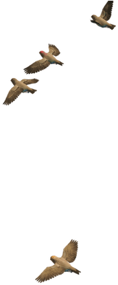 Flying Bird Png Image - Portable Network Graphics (560x420), Png Download