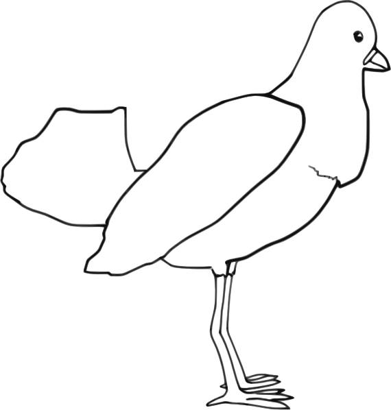 Bird Clip Art - Bird Drawings (570x598), Png Download