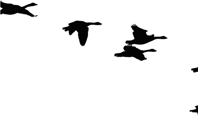 Flock Of Birds Clipart Seagull - Surviving Stress: Rediscover The Awesome You! (640x480), Png Download