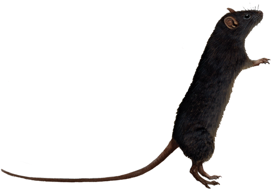 Download Rat Transparent Hq Png Image - Rat Clipart Transparent (1024x819), Png Download