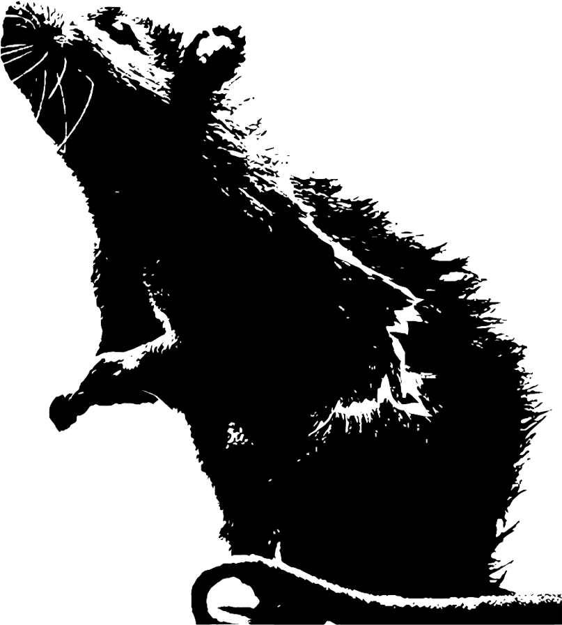 Rat Pack Payaso - Rat Avatars (900x900), Png Download