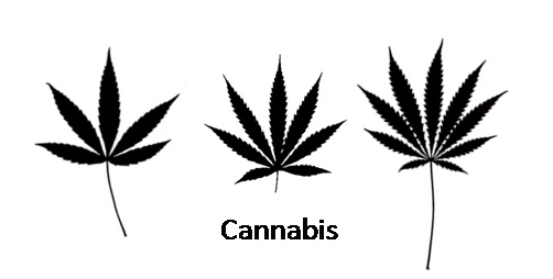 Drawn Leaves Transparent - 5 Point Marijuana Leaf (502x254), Png Download