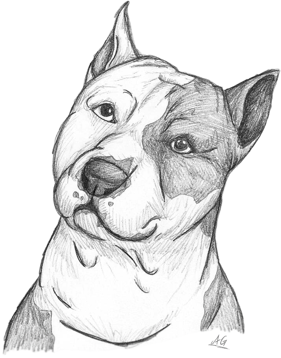 Draw A American Staffordshire Terrier (1024x1365), Png Download