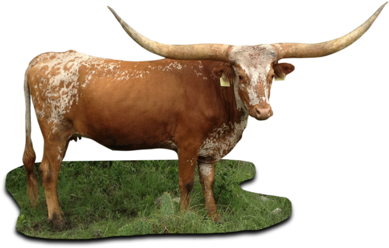 Texas Longhorn Png - Texas Longhorn Cattle Png (800x533), Png Download