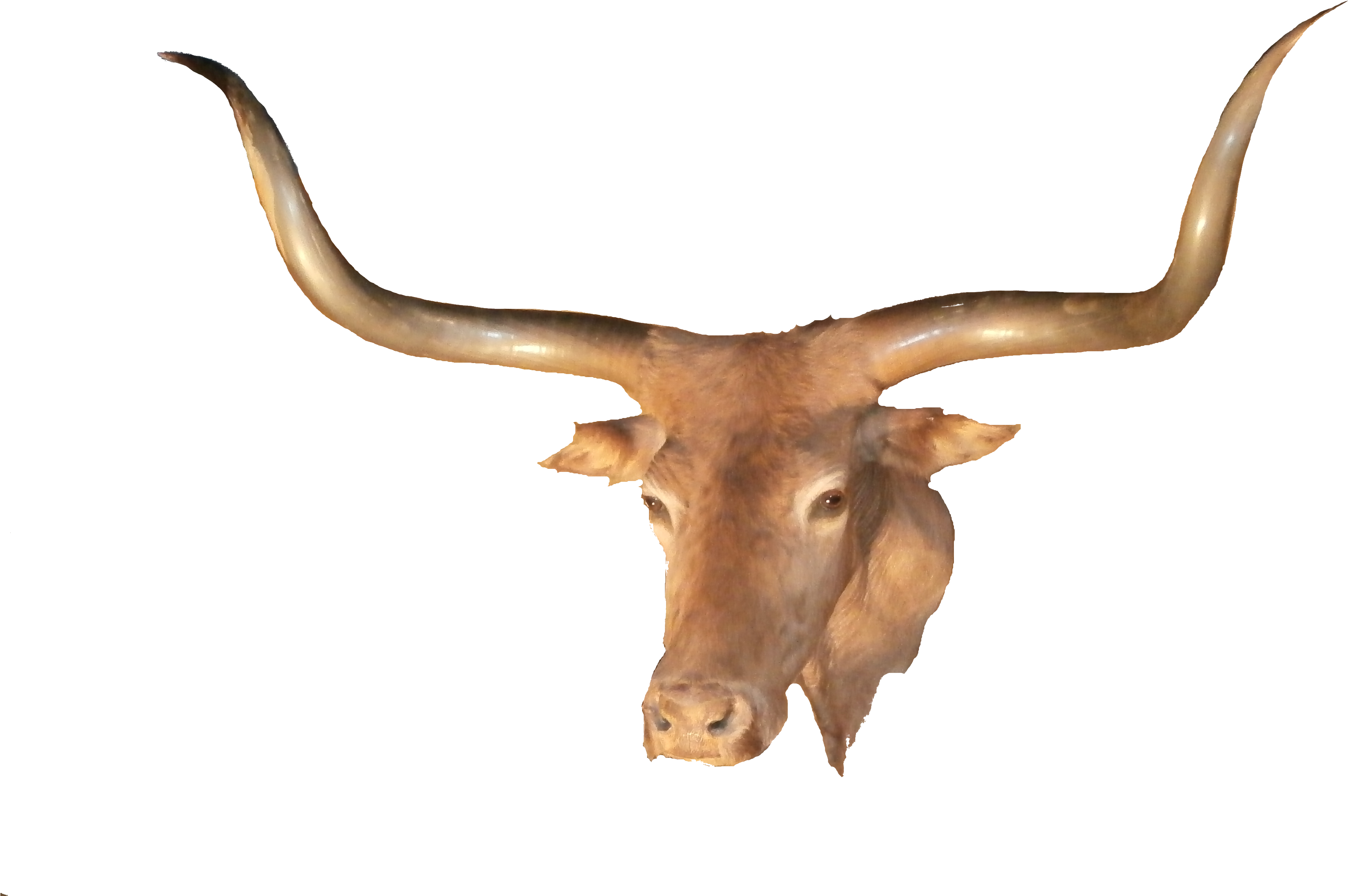 Longhorn Vector Background - Transparent Longhorn (3944x2400), Png Download