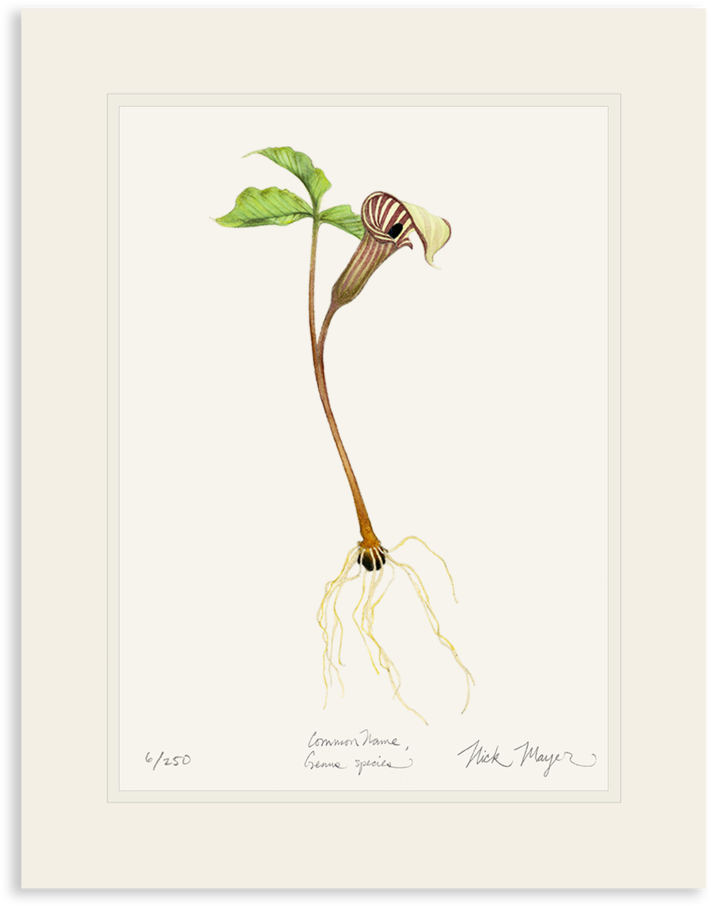 Jack In The Pulpit Wildflower - Jack-in-the-pulpit (862x1023), Png Download