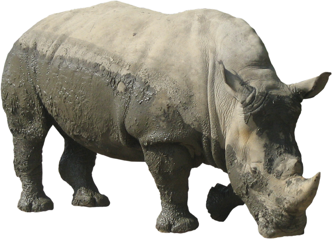 Rhino Png - Rhino Png Transparent (1064x1064), Png Download
