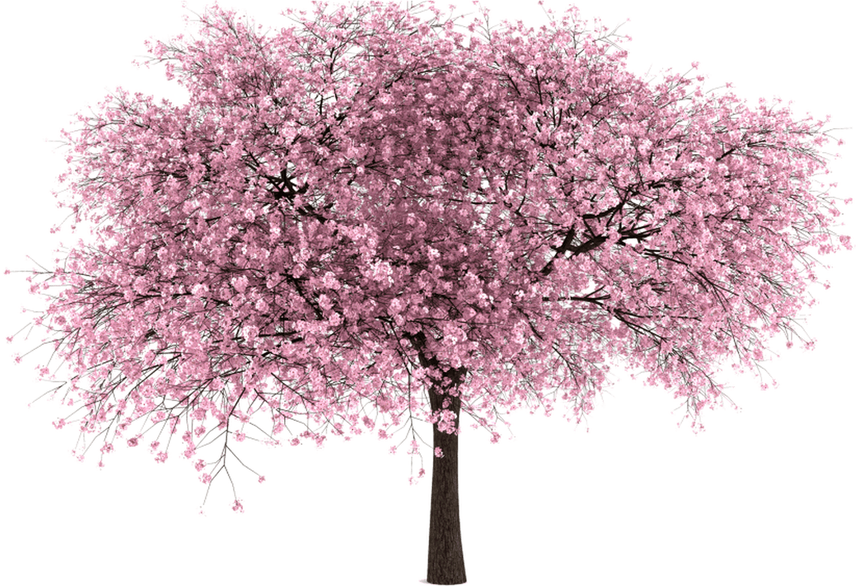 20 Free Tree Png Images Cherry Blossom Entourage Png - Cherry Tree Transparent Background (1368x855), Png Download