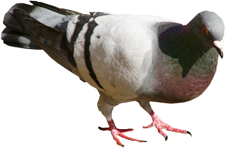 Pigeon On Ground Extracted From Source - Cc-by-2.0 (500x330), Png Download