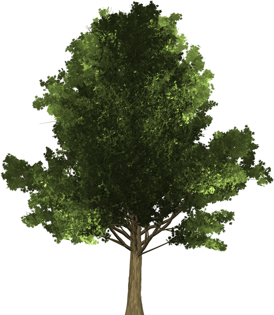 Maple Tree - Arvores Pinheiro Png (1080x1020), Png Download