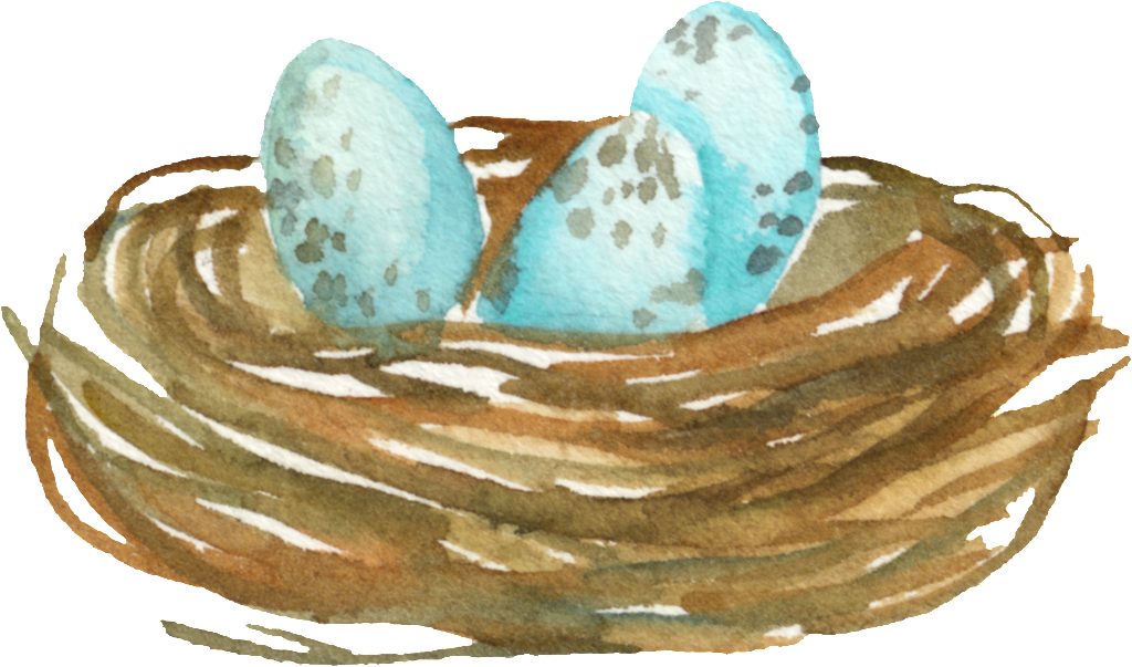 Cartoon Cute Bird Nest Transparent - Bird Nest (1024x603), Png Download