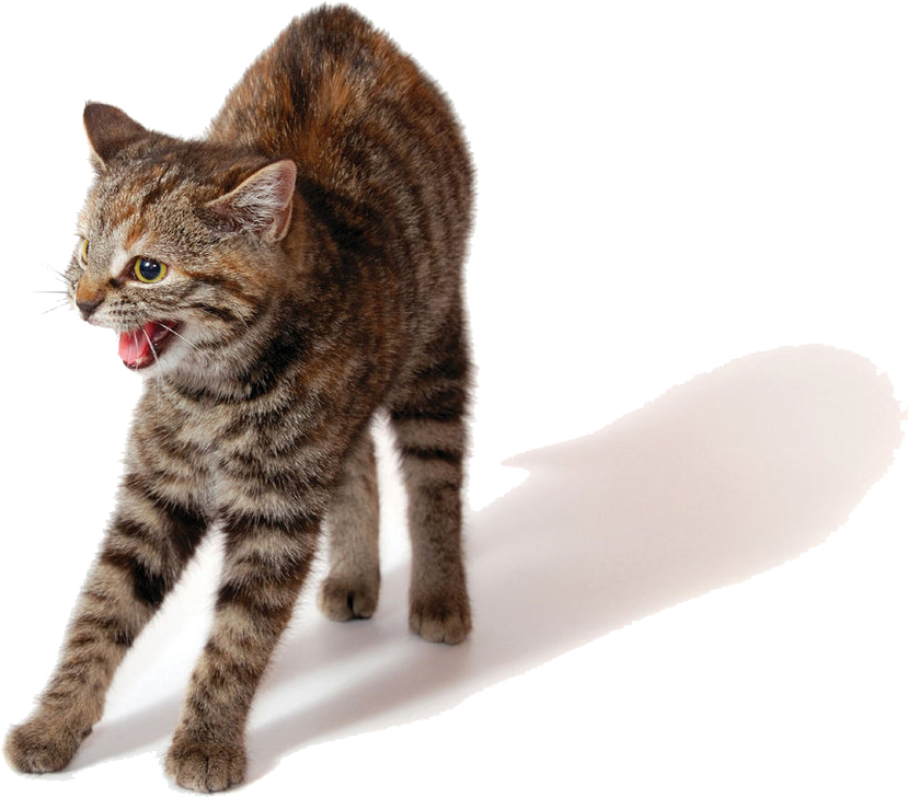 Angry Cat Png - He Protec He Attac Cat (986x810), Png Download