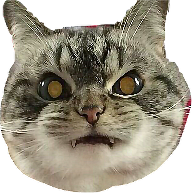 Cat Angry Vampire Catselfie Freetoedit - Cat (632x634), Png Download