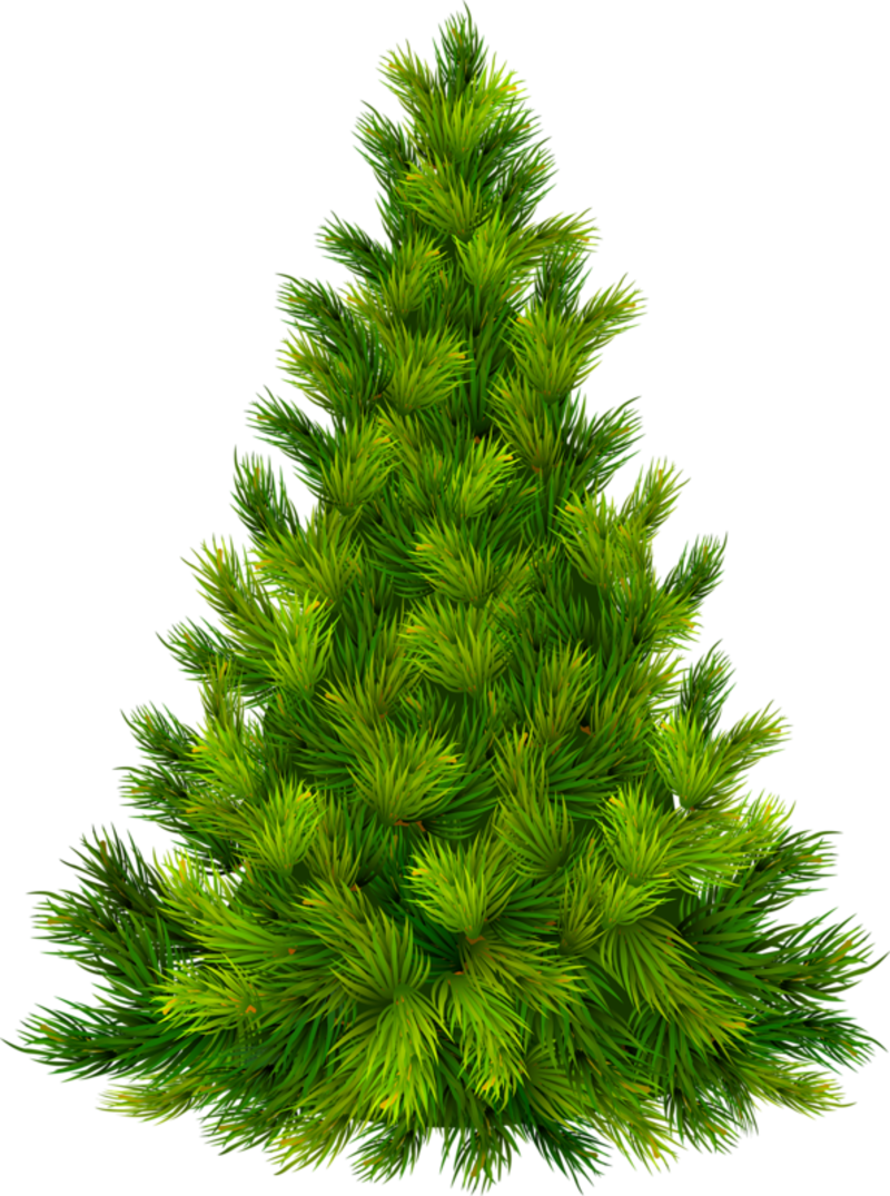 0 F14be 1baa13a3 Xl - Evergreen Tree Transparent Background (800x1075), Png Download