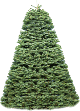 The Needles Of The Noble Fir Are A Bluish Green, With - 5 - 6 Ft. Fresh-cut Great Northwest Noble Fir : Multiple (324x450), Png Download