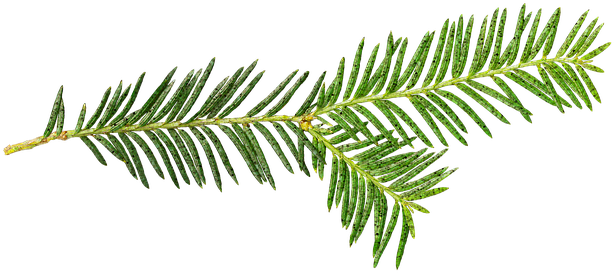 Christmas Tree Pickup - Pine (640x297), Png Download